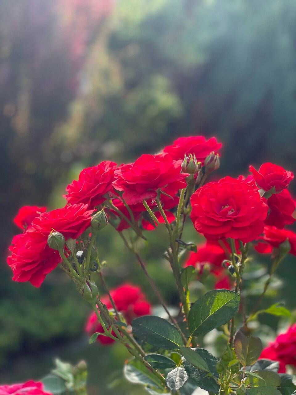 Фото Гостиницы Ренессанс Зеленоградск 125