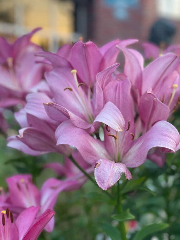 Фото Гостиницы Ренессанс Зеленоградск 78