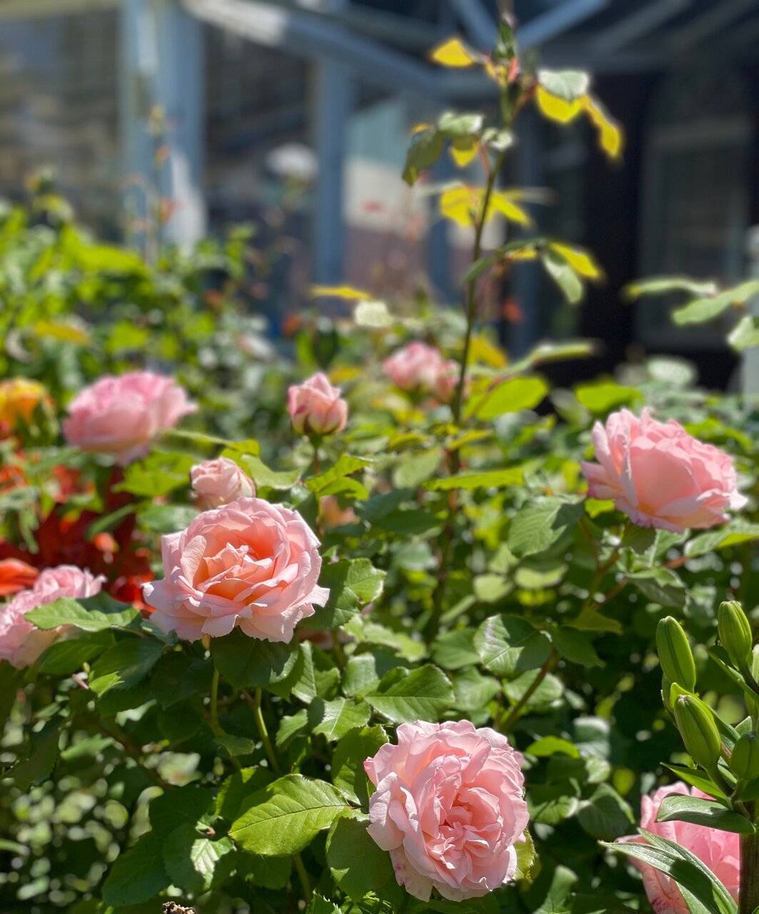 Фото Гостиницы Ренессанс Зеленоградск 11