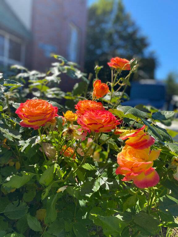 Фото Гостиницы Ренессанс Зеленоградск 65