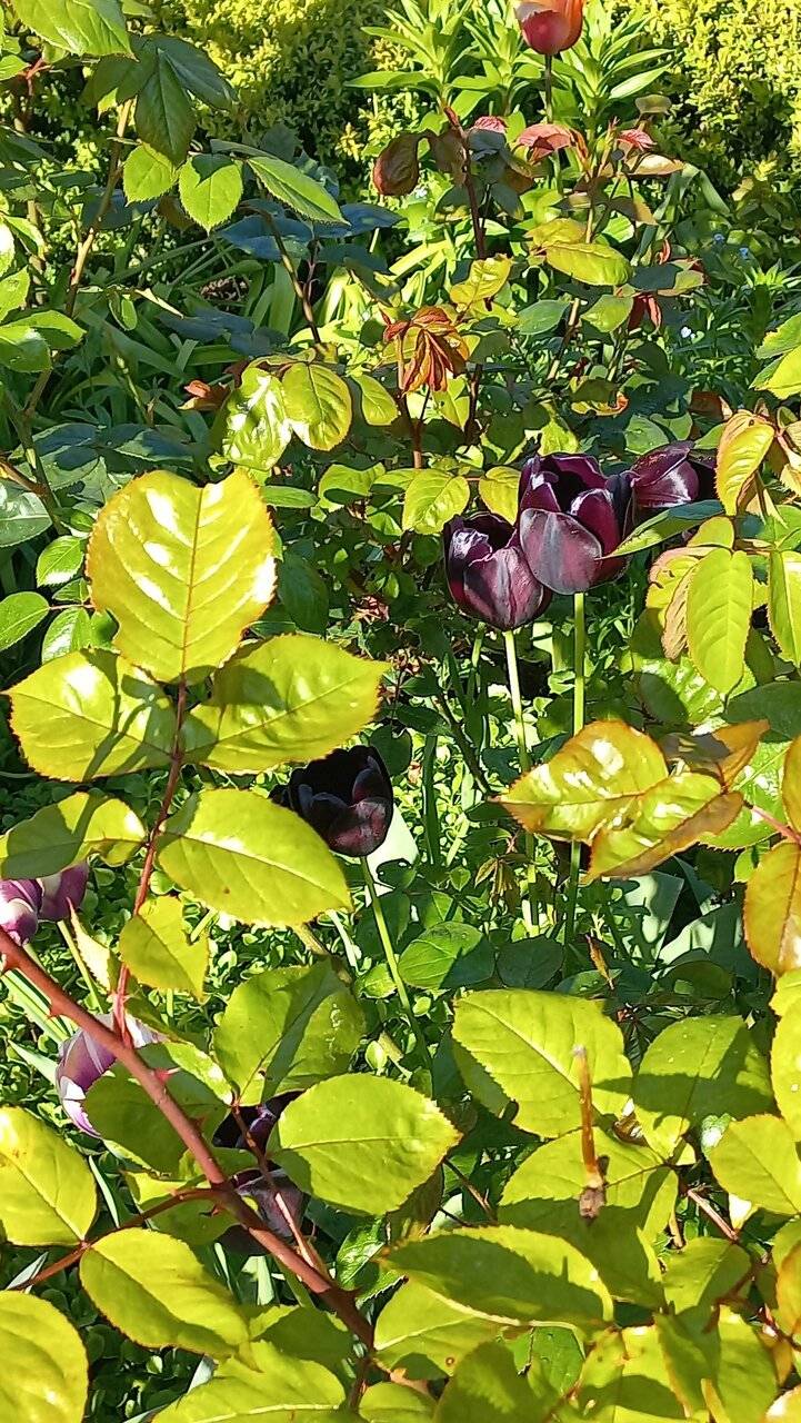 Фото Гостиницы Ренессанс Зеленоградск 108