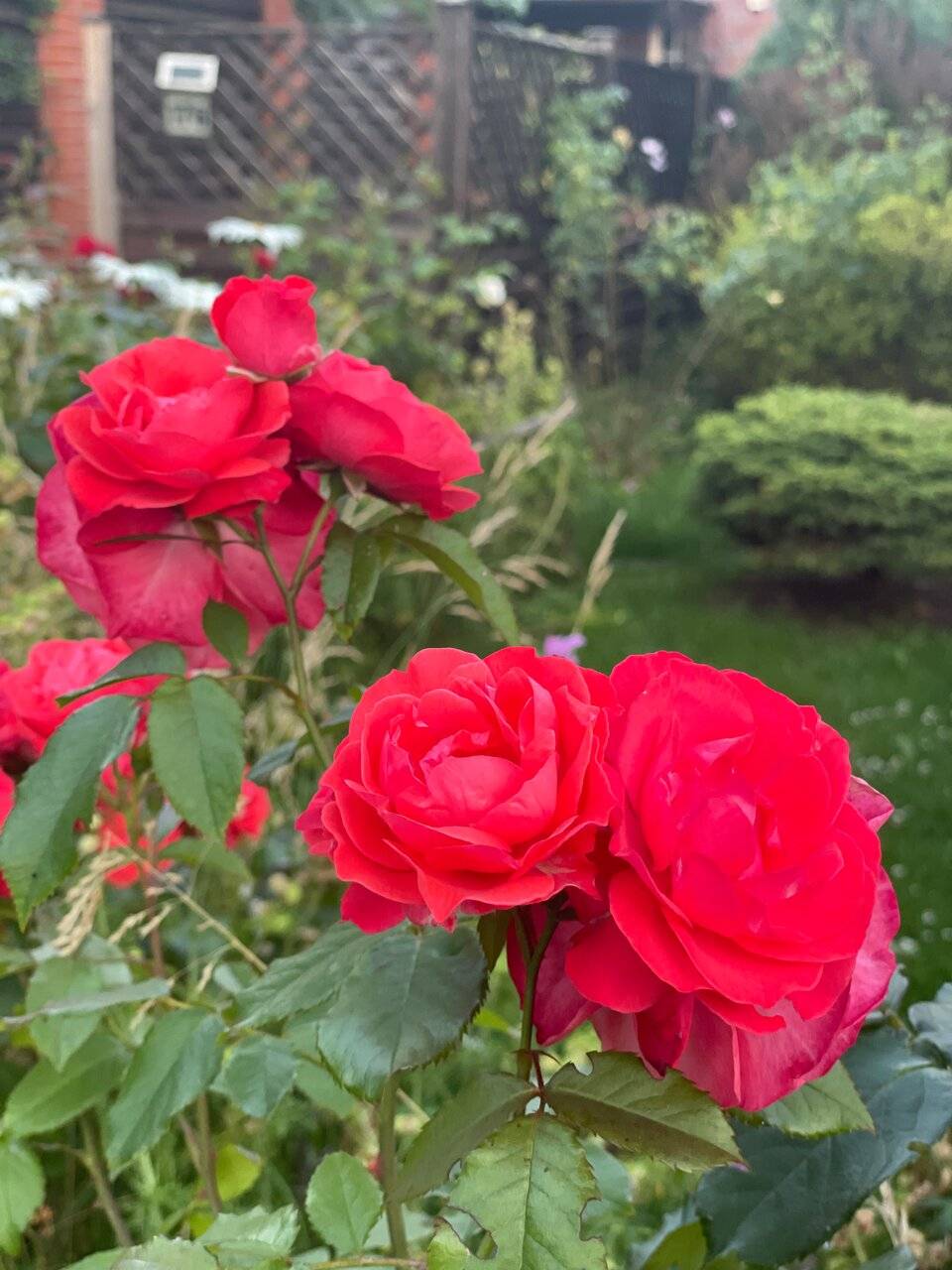 Фото Гостиницы Ренессанс Зеленоградск 82