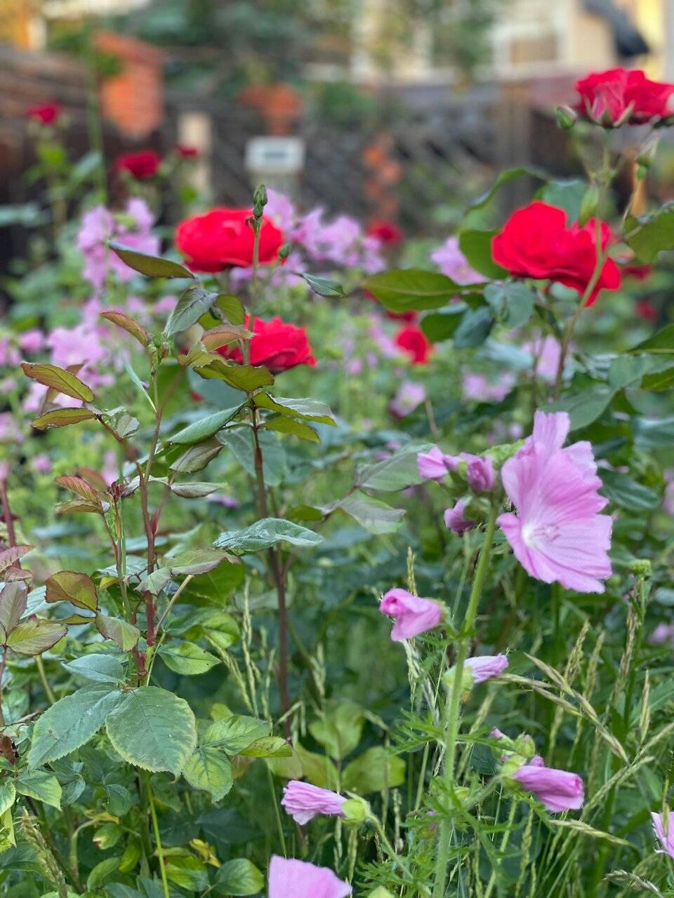 Фото Гостиницы Ренессанс Зеленоградск 9