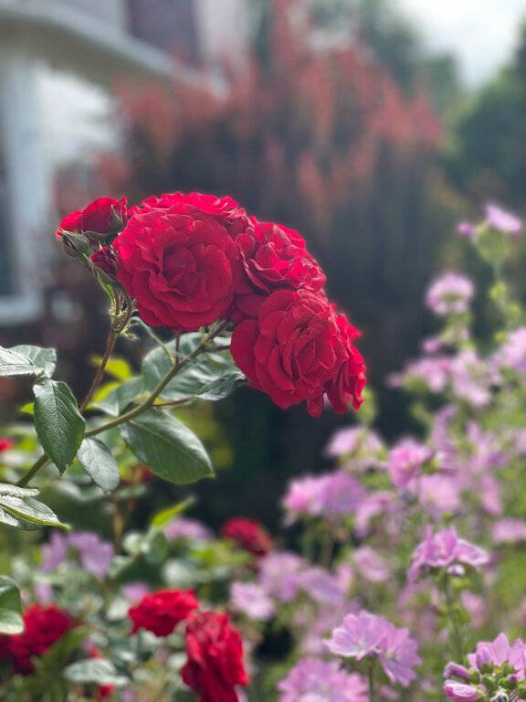 Фото Гостиницы Ренессанс Зеленоградск 84